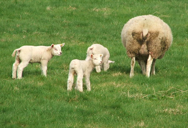 Spring lambs 2017