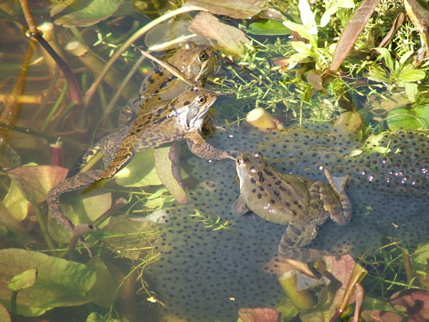 Frogspawn in the Cotswolds